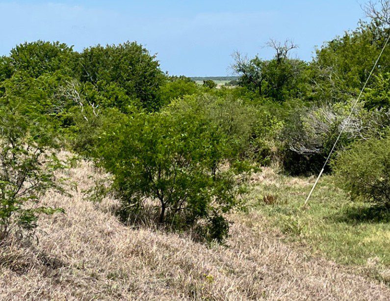 A scenic dirt road with a gravel pathway, surrounded by flourishing grass, leading into a tranquil outdoor setting